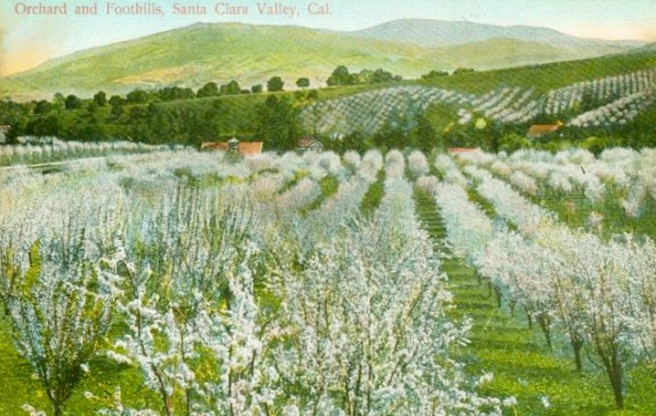Old Photo Postcard of Santa Clara Valley's Cherry Orchards