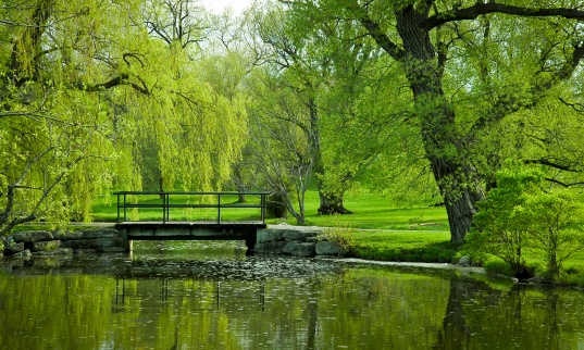 Spring at Dows Lake Park